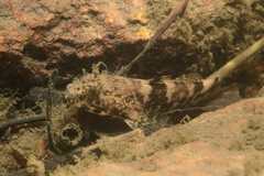 Bathygobius soporator