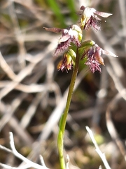 Genoplesium morrisii