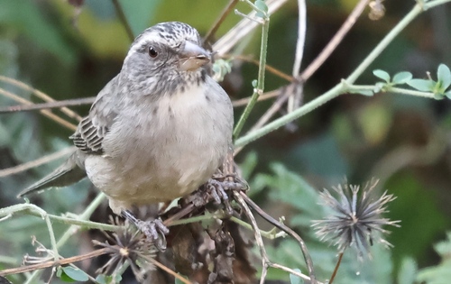 Streaky-headed Seedeater