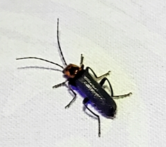 Cyrtomoptera divisa