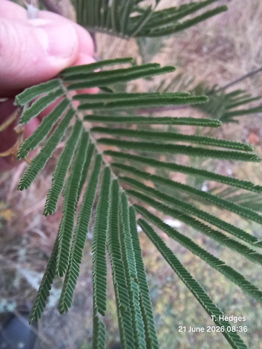black wattle