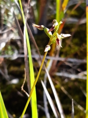 Genoplesium morrisii