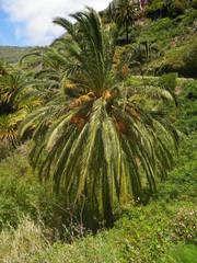 Phoenix canariensis image