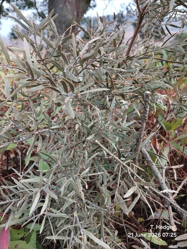 Outeniqua Yellowwood