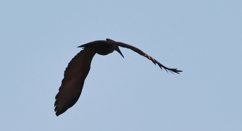 Hamerkop