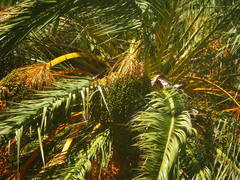 Phoenix canariensis image