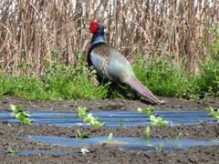 Phasianus versicolor