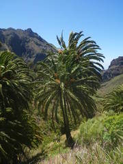 Phoenix canariensis image