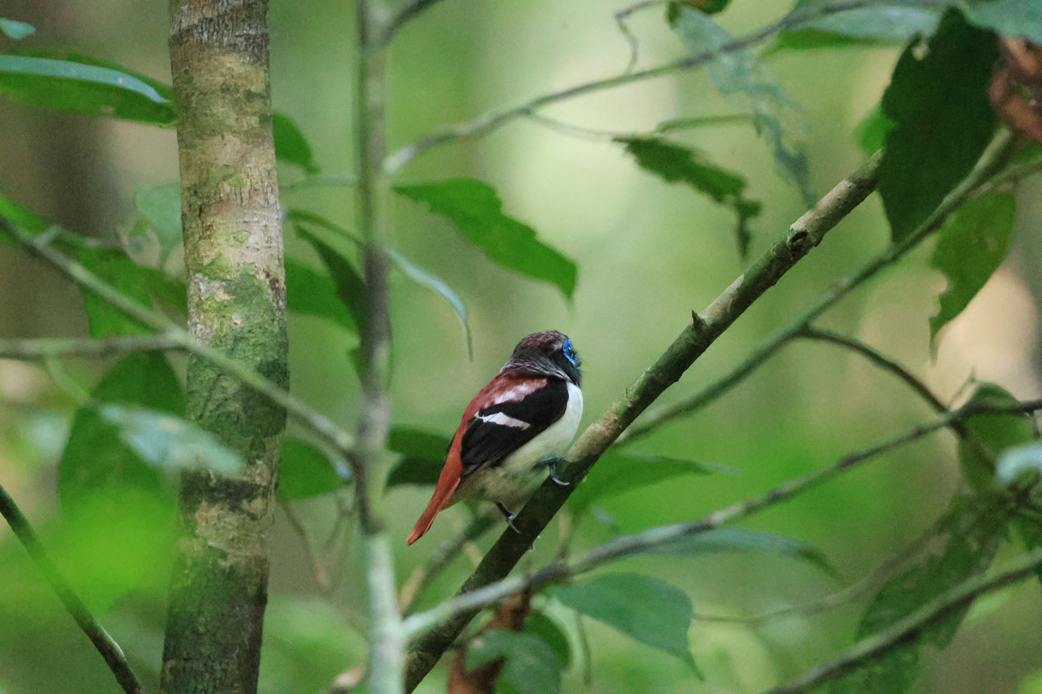 Visayan Broadbill (Sarcophanops samarensis), photo 8