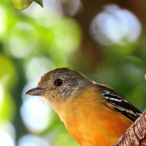Variable Antshrike