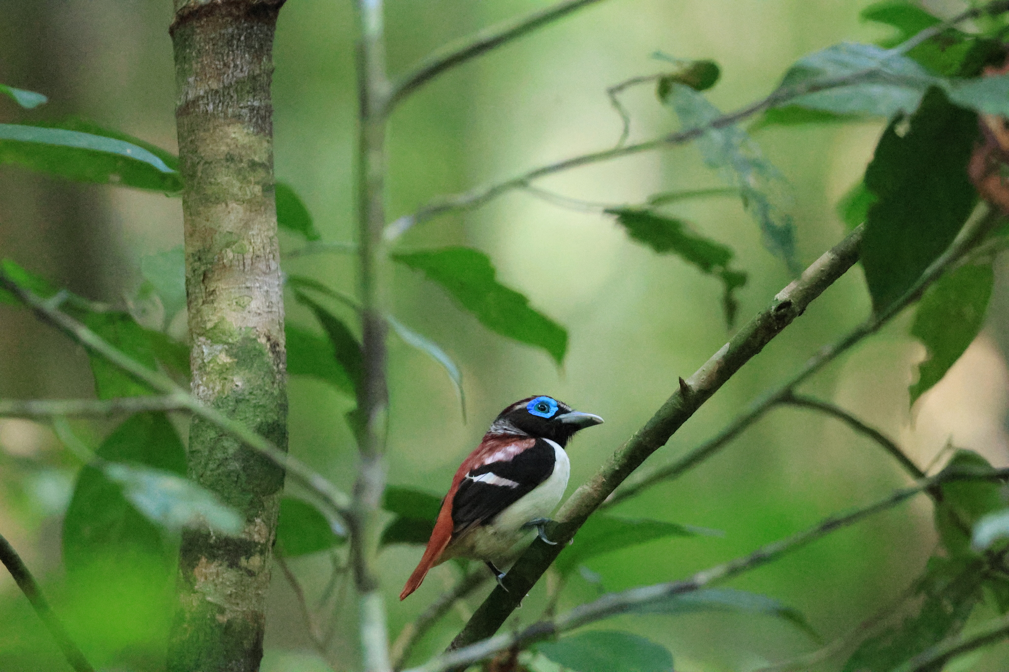 Visayan Broadbill (Sarcophanops samarensis), photo 7