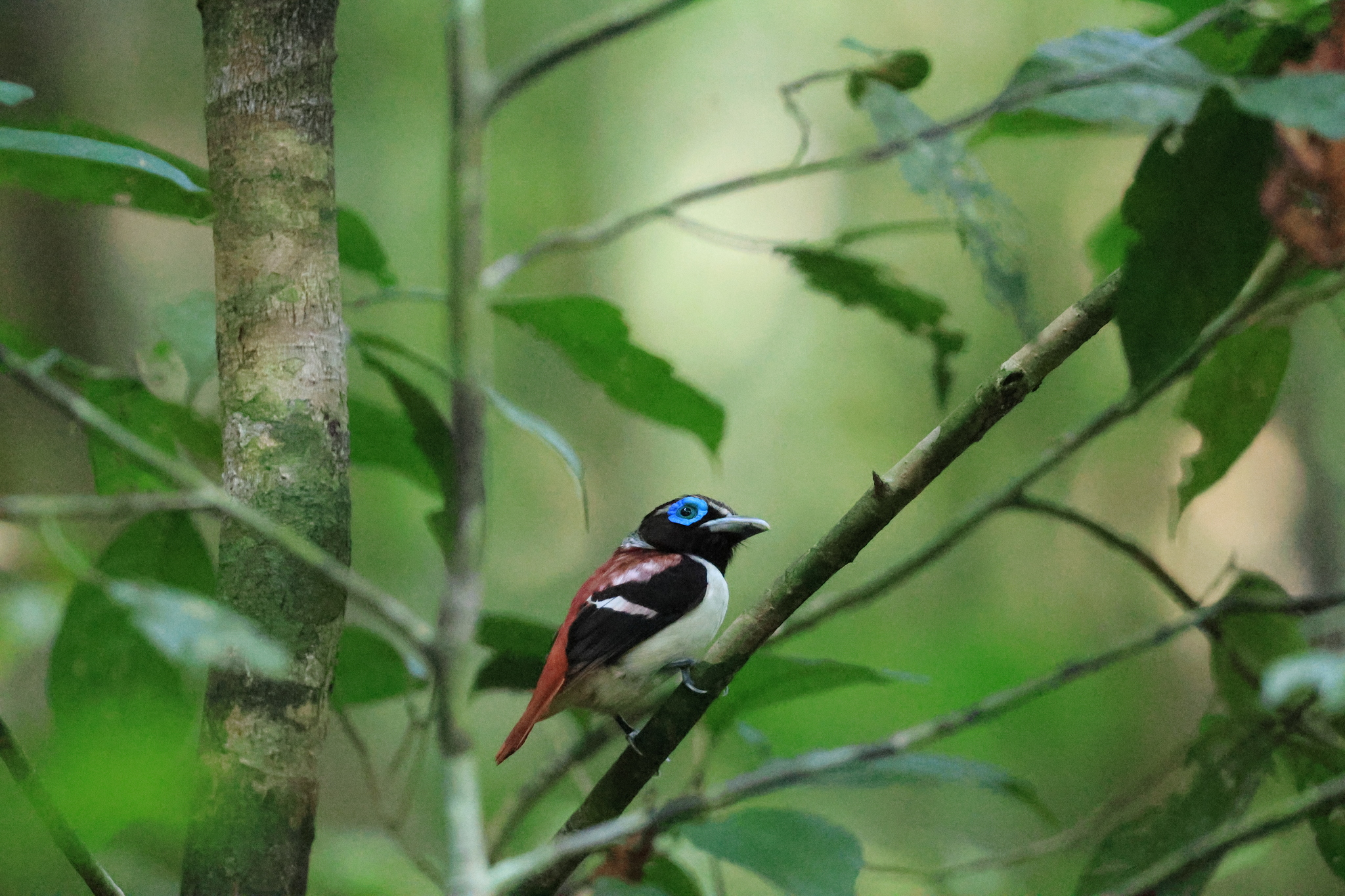 Visayan Broadbill (Sarcophanops samarensis), photo 2