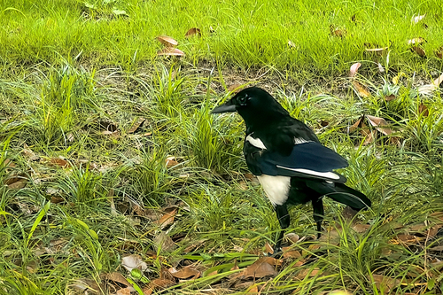 Oriental Magpie