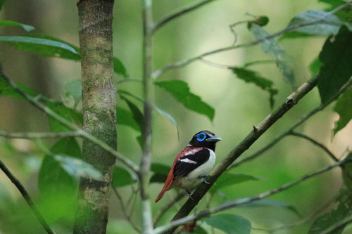 Visayan Broadbill (Sarcophanops samarensis)