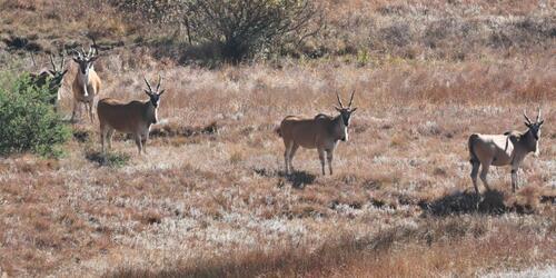 Cape Eland