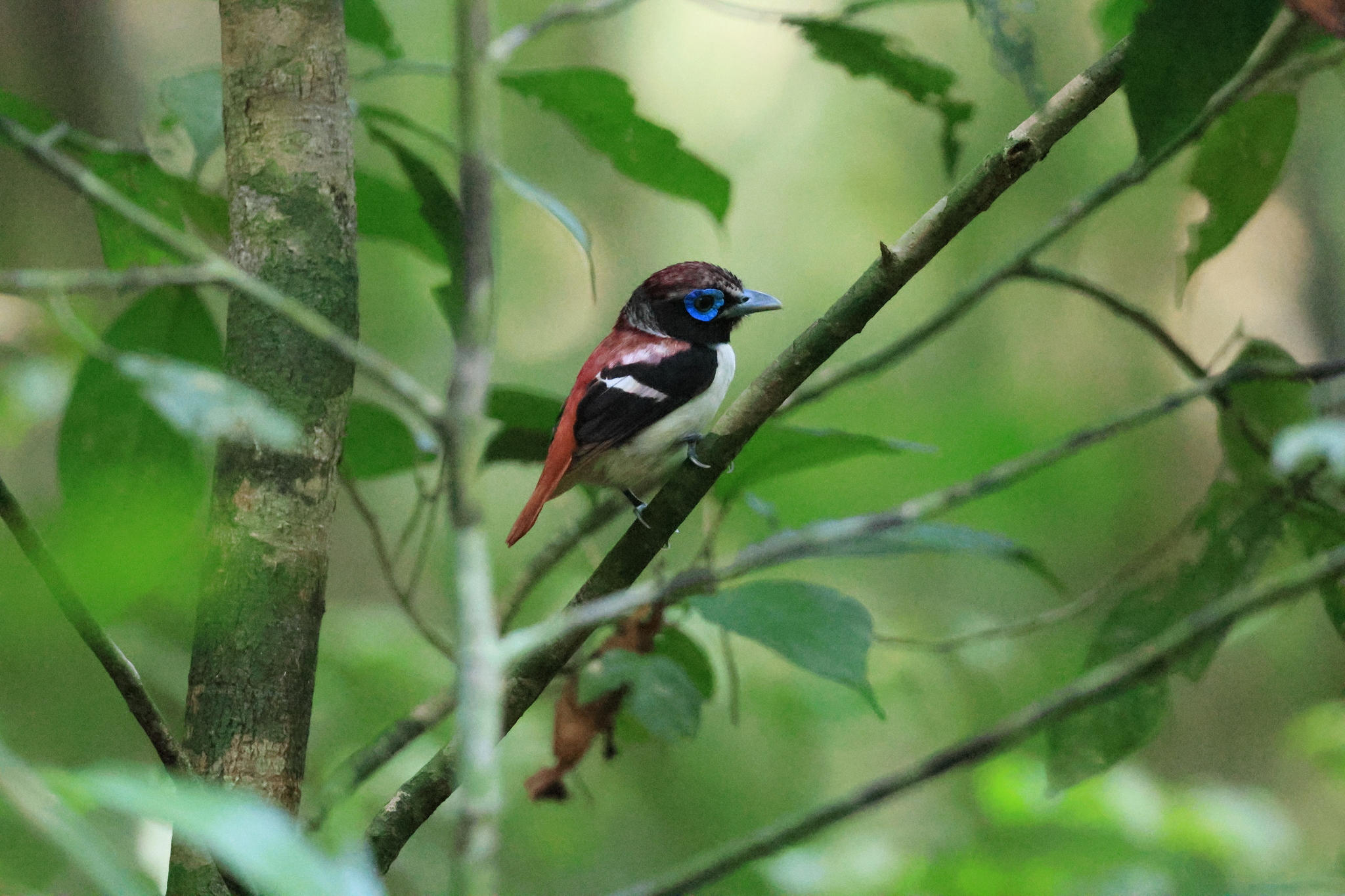 Visayan Broadbill (Sarcophanops samarensis), photo 9