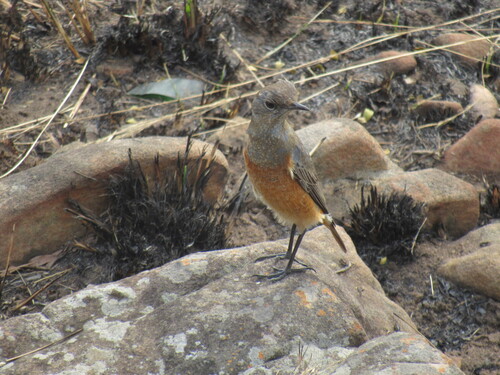 iNaturalist image