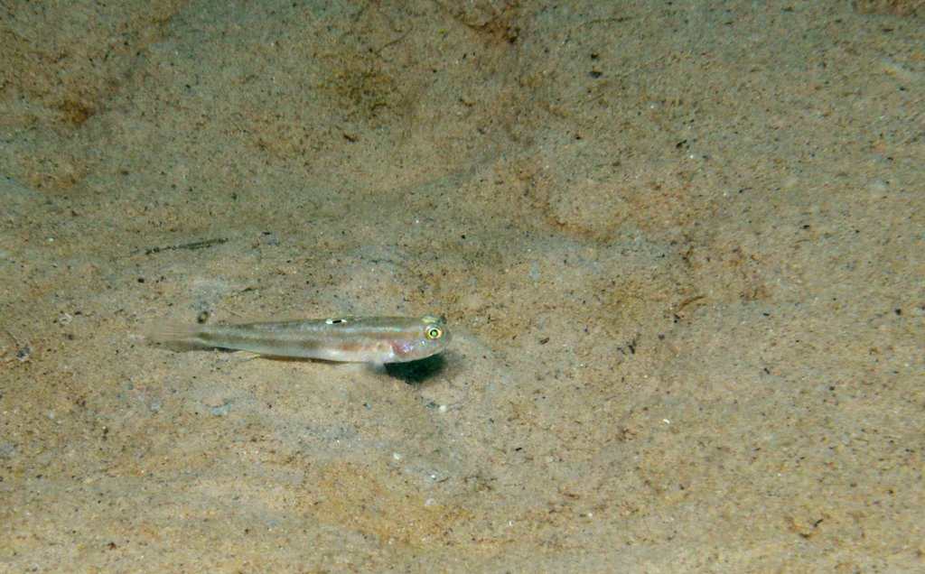 White-Eye Goby