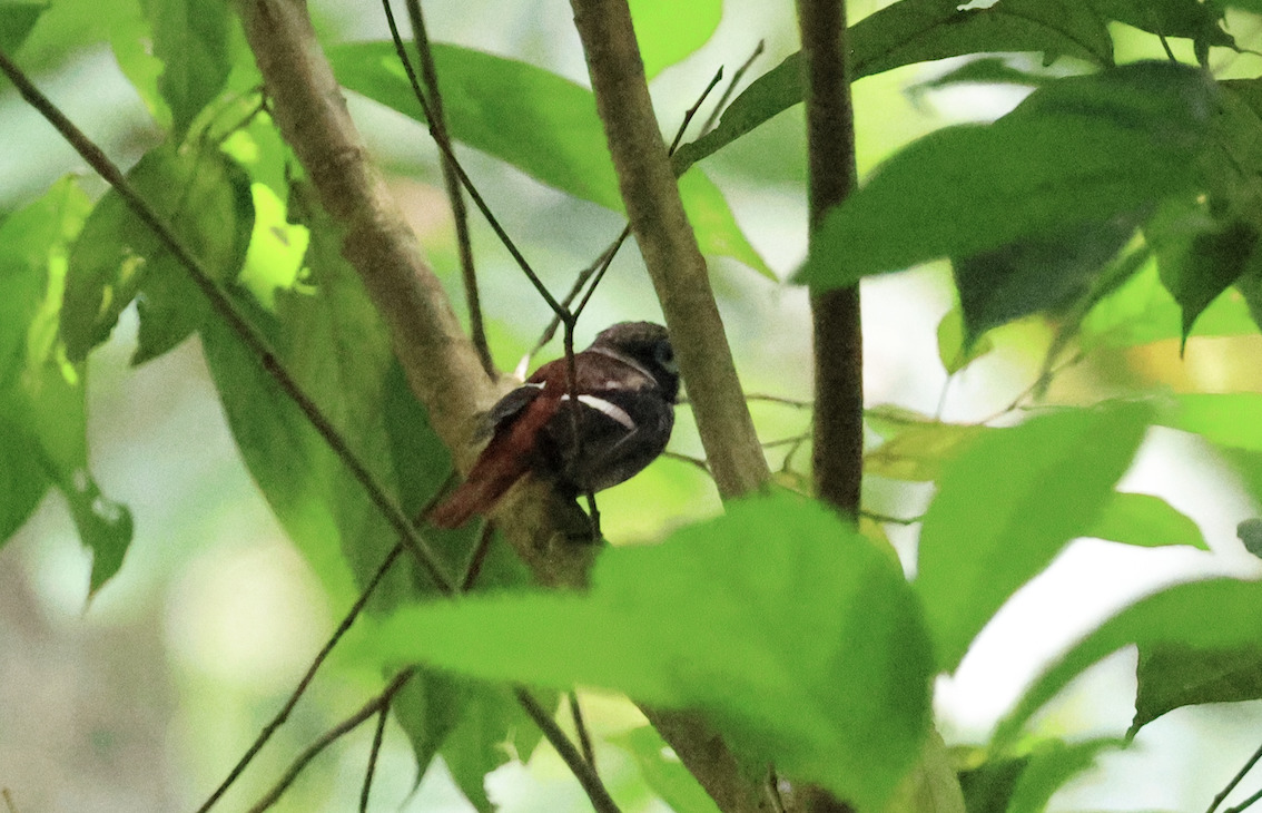 Visayan Broadbill (Sarcophanops samarensis), photo 10