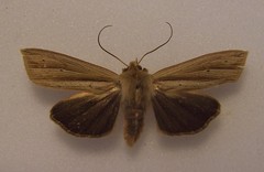 Ichneutica sulcana