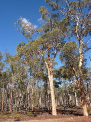Eucalyptus accedens