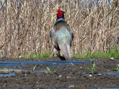Phasianus versicolor
