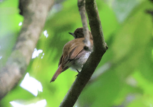 Philippine Jungle Flycatcher (Cyornis ruficauda), photo 2