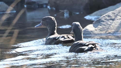 African Black Duck