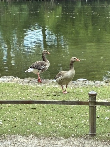 Greylag Goose