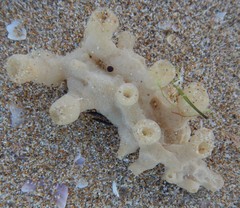 Callyspongia