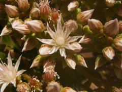 Aeonium urbicum image