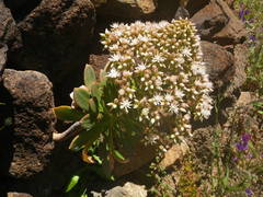 Aeonium urbicum image