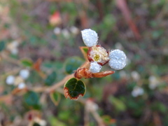 Spyridium thymifolium