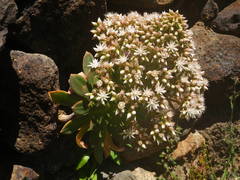 Aeonium urbicum image