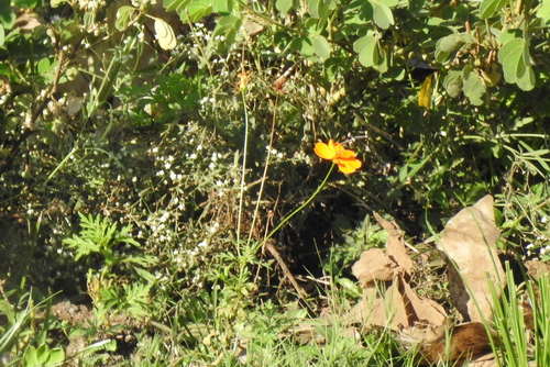 Cosmos sulphureus