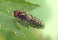 Platycheirus splendidus