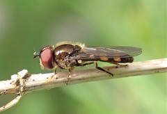 Platycheirus splendidus