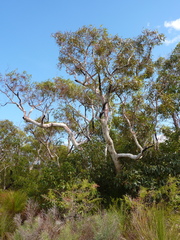 Eucalyptus virginea