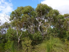 Eucalyptus virginea