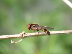 Platycheirus splendidus