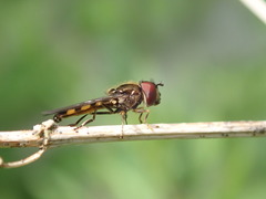 Platycheirus splendidus