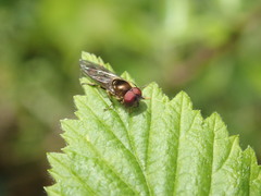 Platycheirus splendidus