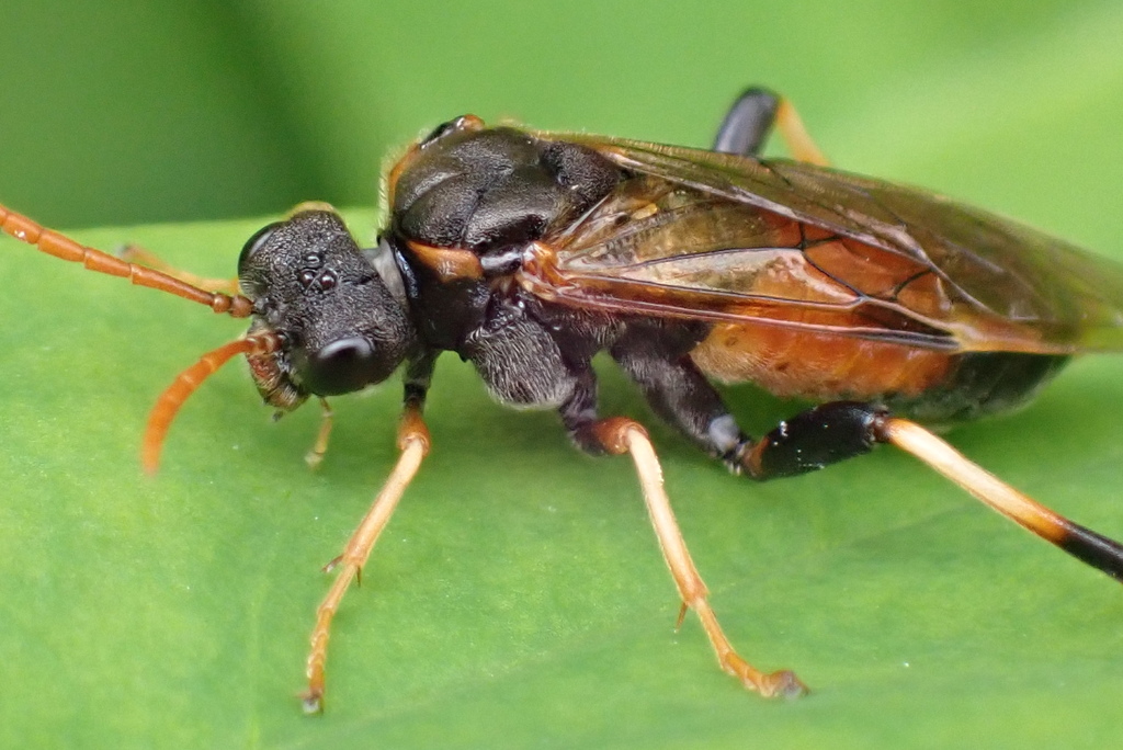 Siobla ruficornis