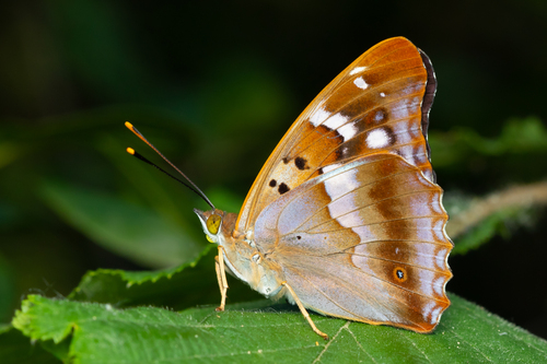 Lesser Purple Emperor photo 2