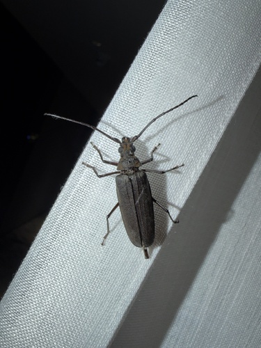 Thin-winged Longicorn Beetle