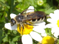 Campsomeriella annulata