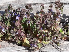 Glechoma hederacea