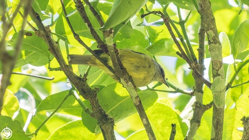 Lophozosterops javanicus observed 2026-06-21