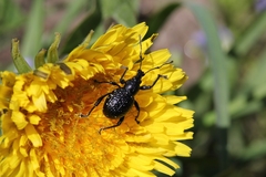 Otiorhynchus gemmatus