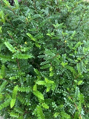 Zanthoxylum beecheyanum